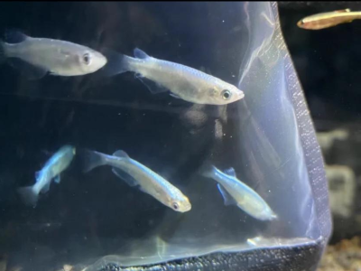 观背青鳉鱼疾病预防：定期检查与消毒