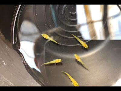 观背青鳉鱼选苗秘籍：如何挑选健康活泼的鱼苗