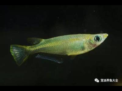 观背青鳉鱼繁殖季节准备：繁殖前的准备工作