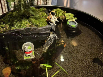 观背青鳉鱼缸造景指南：打造自然生态水族箱