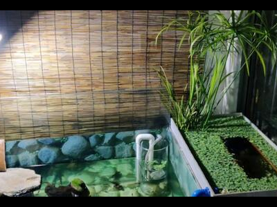 观背青鳉鱼缸清洁频率：定期维护的重要性