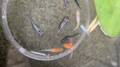 观背青鳉多久换一次水？