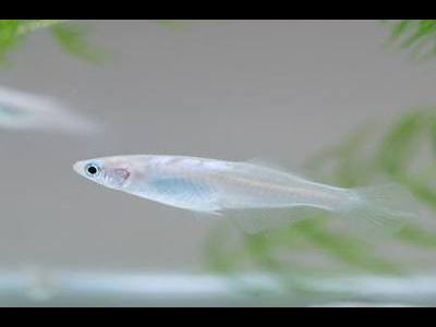 观背青鳉鱼水质测试：如何检测水质参数