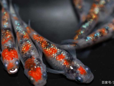 观背青鳉鱼运输包装：安全运输的包装技巧