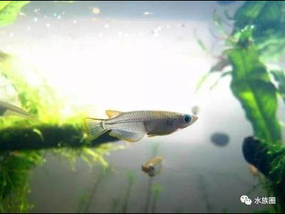 观背青鳉鱼成长记录：不同阶段的饲养要点