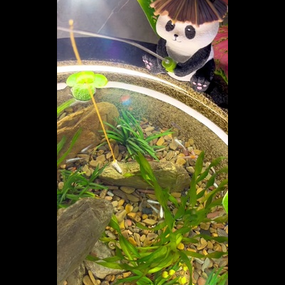 观赏指南：欣赏观背青鳉的最佳方式