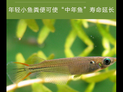 观背青鳉鱼疾病预防：常见病及应对措施