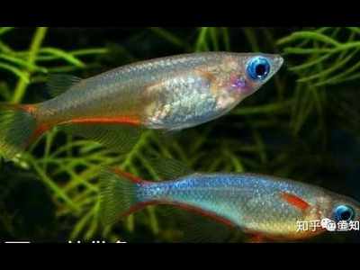 观背青鳉鱼繁殖季节：把握最佳繁殖时机