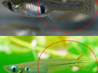 观背青鳉鱼混养比例：不同鱼种的数量搭配