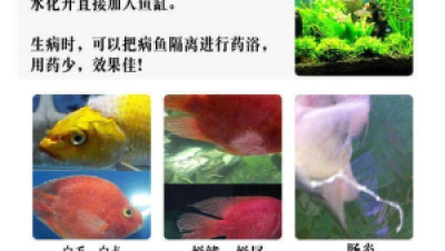 观背青鳉常见疾病：肠炎与水霉病识别图谱