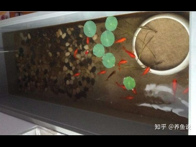 观背青鳉鱼缸过滤系统维护：定期清洁与更换