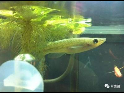 观背青鳉鱼喂食量控制：避免过度喂食