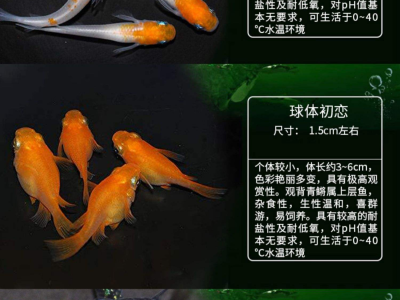 观背青鳉鱼喂食方式：适合鱼群的喂食技巧
