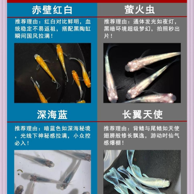 新手必备：观背青鳉饲养入门基础知识