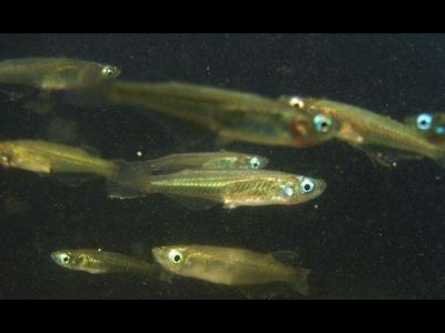 观背青鳉鱼运输时间：减少运输对鱼群的影响