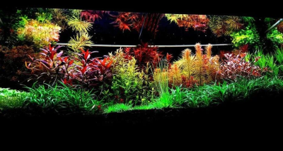 荷兰风格水族造景展示