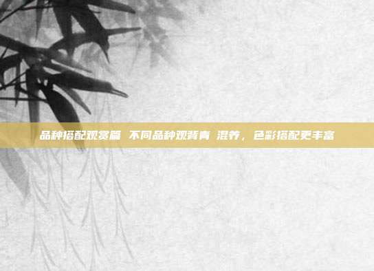 品种搭配观赏篇 不同品种观背青鳉混养,色彩搭配更丰富