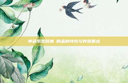 单色系观背青鳉的品种特性与养殖要点