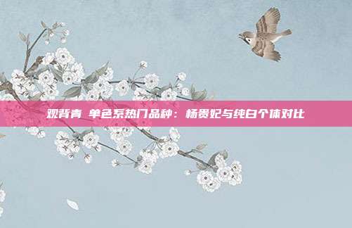 观背青鳉单色系热门品种:杨贵妃与纯白个体对比