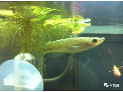 观背青鳉鱼喂食量控制：避免过度喂食