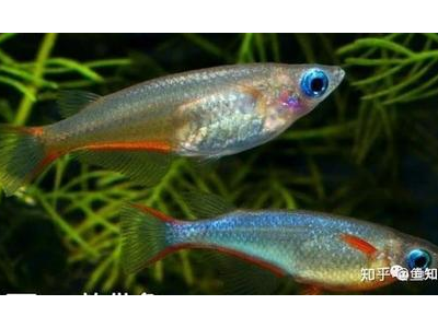 观背青鳉鱼繁殖季节：把握最佳繁殖时机