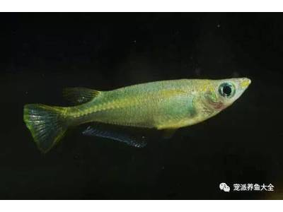 观背青鳉鱼繁殖季节准备：繁殖前的准备工作