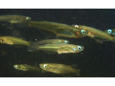 观背青鳉鱼运输时间：减少运输对鱼群的影响