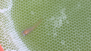 单色系青鳉常见肠炎的预防与治疗‌