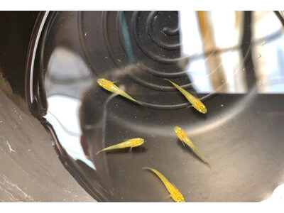 观背青鳉鱼选苗秘籍：如何挑选健康活泼的鱼苗