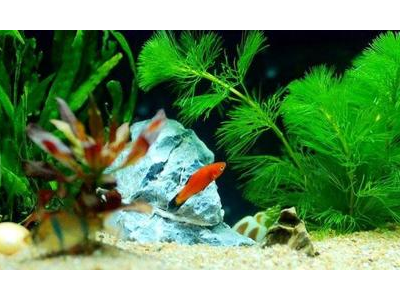 观背青鳉鱼光照需求：如何合理布置灯光