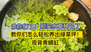 ‌单色系观背青鳉的裸缸饲养方案‌