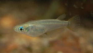 青鳉鱼行为观察：群游模式与领地意识