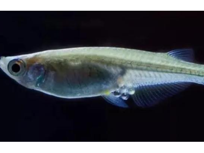 观背青鳉鱼换水技巧：减少水质波动的方法