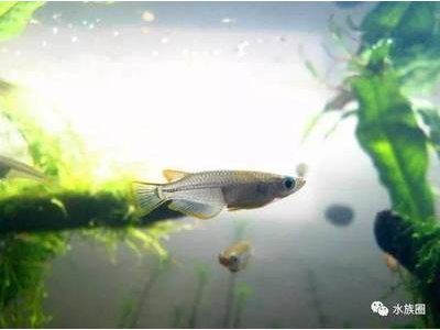 观背青鳉鱼繁殖配对技巧：如何选择亲鱼