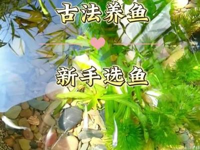 观背青鳉鱼缸装饰物:安全与美观并存的布置
