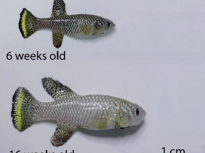 观背青鳉鱼成长速度：不同阶段的生长变化