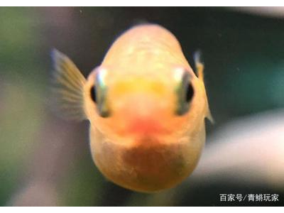 观背青鳉鱼品种鉴赏:常见品种特点介绍