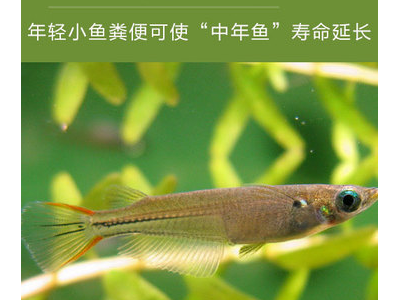 观背青鳉鱼疾病预防:常见病及应对措施