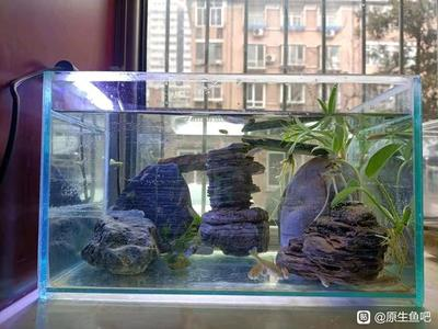 观背青鳉鱼缸大小调整：根据鱼群数量调整空间