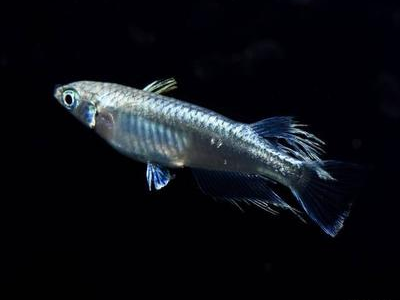 观背青鳉鱼繁殖全流程：从产卵到孵化