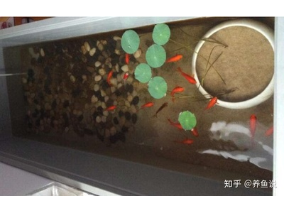 观背青鳉鱼缸过滤系统选择：适合小型鱼缸的过滤器