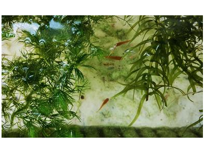 观背青鳉鱼温度控制技巧：保持水温稳定的方法