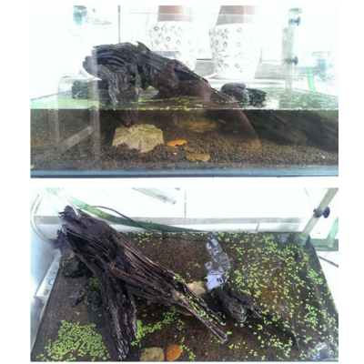 装饰物布置篇 水族箱内装饰物摆放，美观与实用兼顾