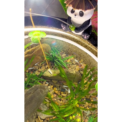 观赏指南:欣赏观背青鳉的最佳方式