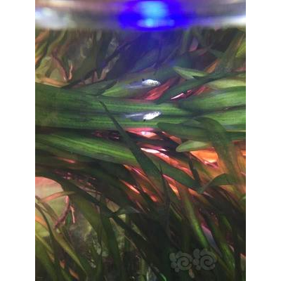 发色欣赏篇 如何让观背青鳉发色更好?光照饲料是关键